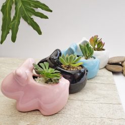 Matera conejo + Suculenta para regalar.