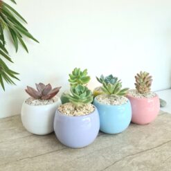 Regalo colección de colores y suculentas 💌 - Imagen 3