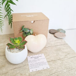 Suculenta conmemorativa + vela. Kits de regalo o de condolencias en Bogotá, Medellín y todo Colombia