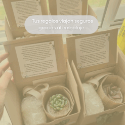Suculenta conmemorativa + vela. Kits de regalo o de condolencias en Bogotá, Medellín y todo Colombia