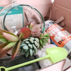 Una cita a distancia 🧡1 Terrario para sembrar + Bebida - Imagen 5